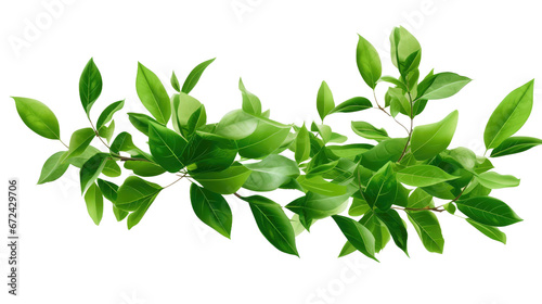 green leaves isolated on transparent