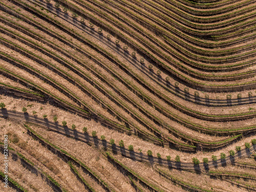 Drone footage of vineyards on the banks of the Duoro in Portugal's Duoro Valley.   : AL   foto Wouter Borre  WBE20190812