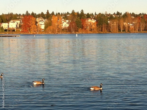 фотографія Ducks on Green Lake
