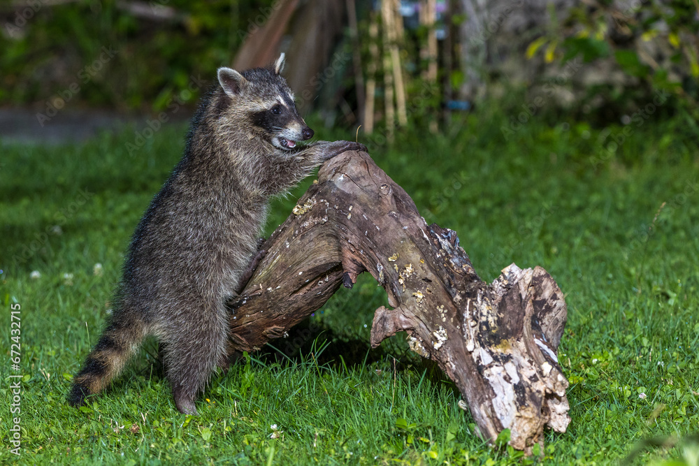 Obraz premium Waschbär (Procyon lotor)