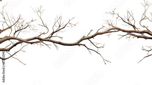 tree branches isolated on transparent background