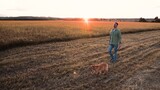 Man walks cute cocker spaniel dog on leash in field with mown grass at sunset