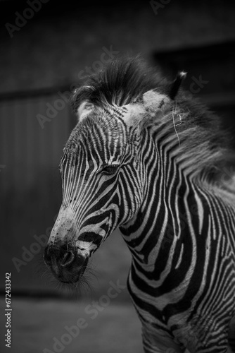 Closeup of a zebra in grayscale