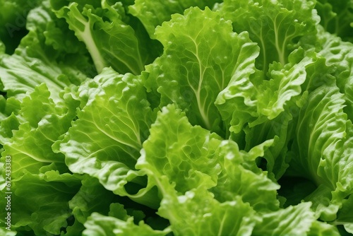 Crisp and Fresh: Vibrant Green Romaine Lettuce