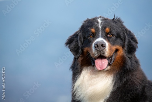 Bernese Mountain dog on a lush green hill in a mountainous landscape, Medellin, Colombia photo