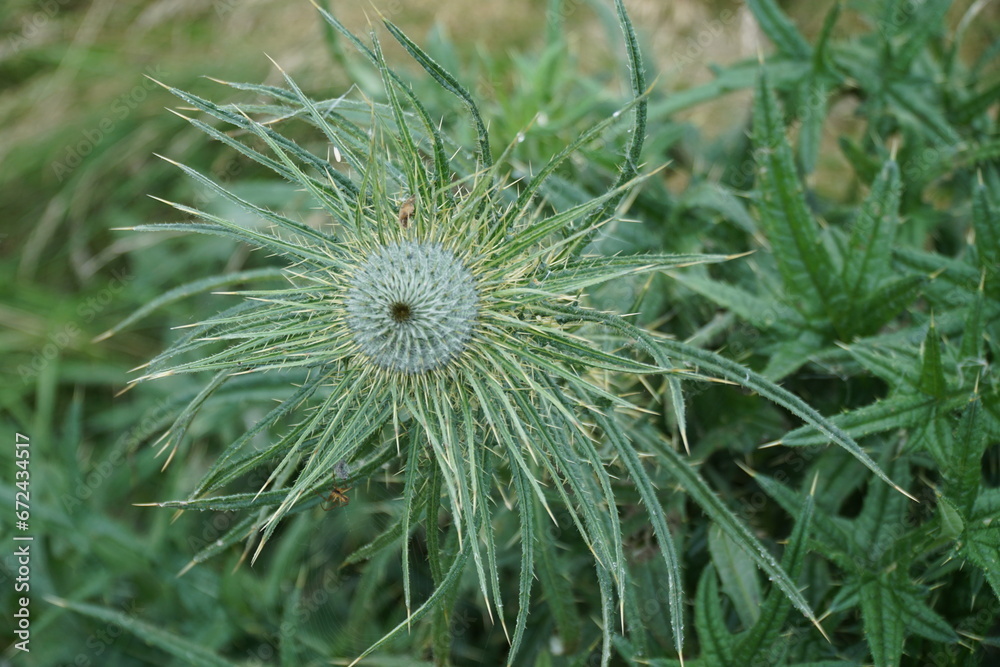 dandelion in the grass