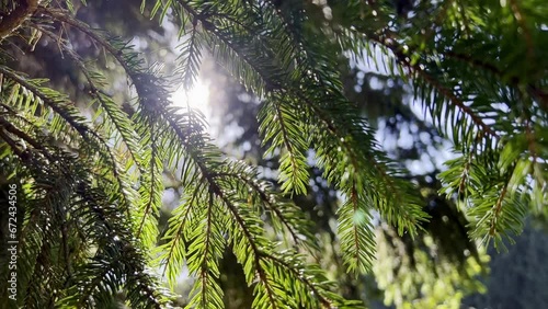The sun shining through the Christmas tree, Christmas tree branches