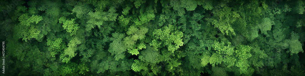 Dense green forest aerial view