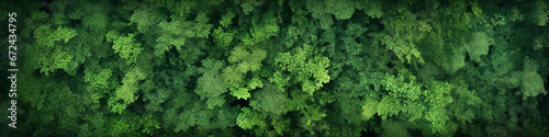 Dense green forest aerial view photo