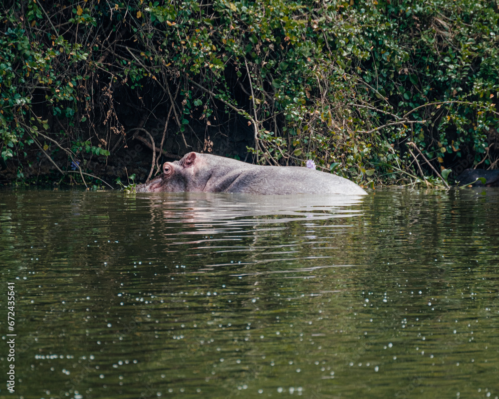 Fototapeta premium Hippopotamus in Kazinga Channel in Queen Elizabeth National Park, Uganda