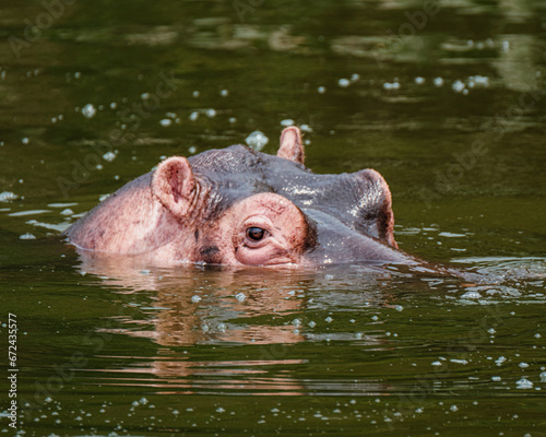 Hippopotamus in Kazinga Channel in Queen Elizabeth National Park, Uganda