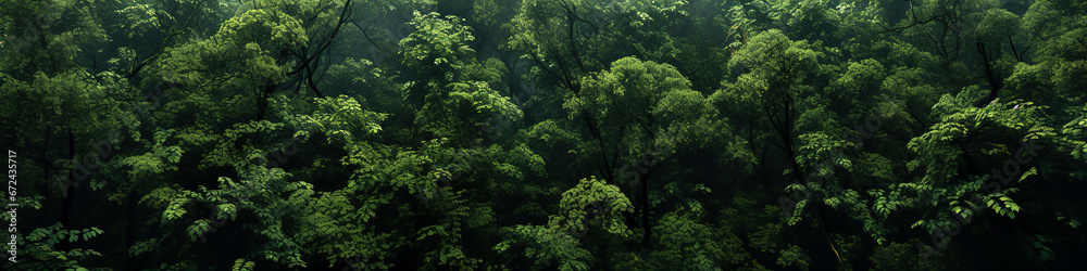 Dense green forest canopy in mist - obrazy, fototapety, plakaty 