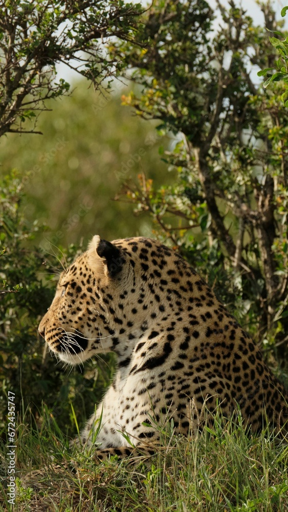 Fototapeta premium Closeup of a large leopard lying in the wild