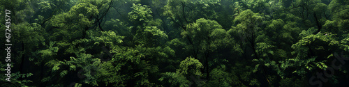 Dense green forest canopy in mist photo