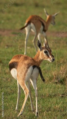 Two gazelles looking out on the grassland in the wild