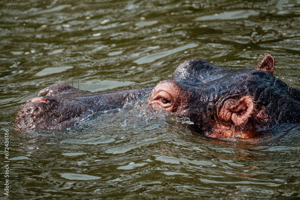 Hippopotamus in Kazinga Channel in Queen Elizabeth National Park, Uganda Hippopotamus in Kazinga Channel in Queen Elizabeth National Park, Uganda