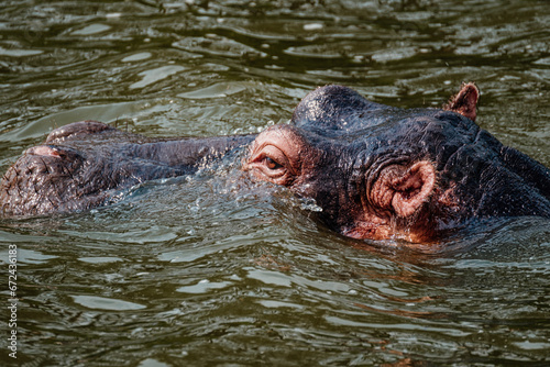 Hippopotamus in Kazinga Channel in Queen Elizabeth National Park, Uganda,