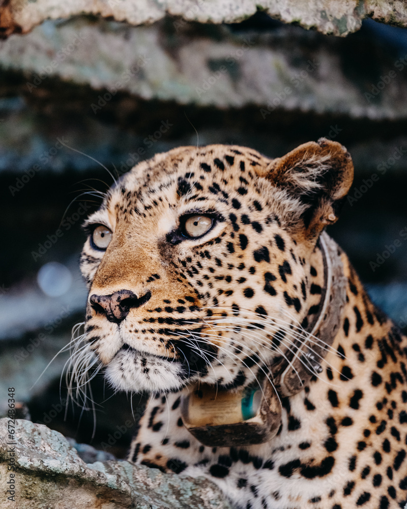 Fototapeta premium Leopard on the branch in Queen Elizabeth National Park, Uganda