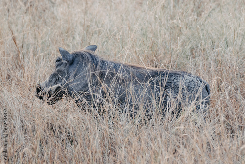 warthog in the savannah