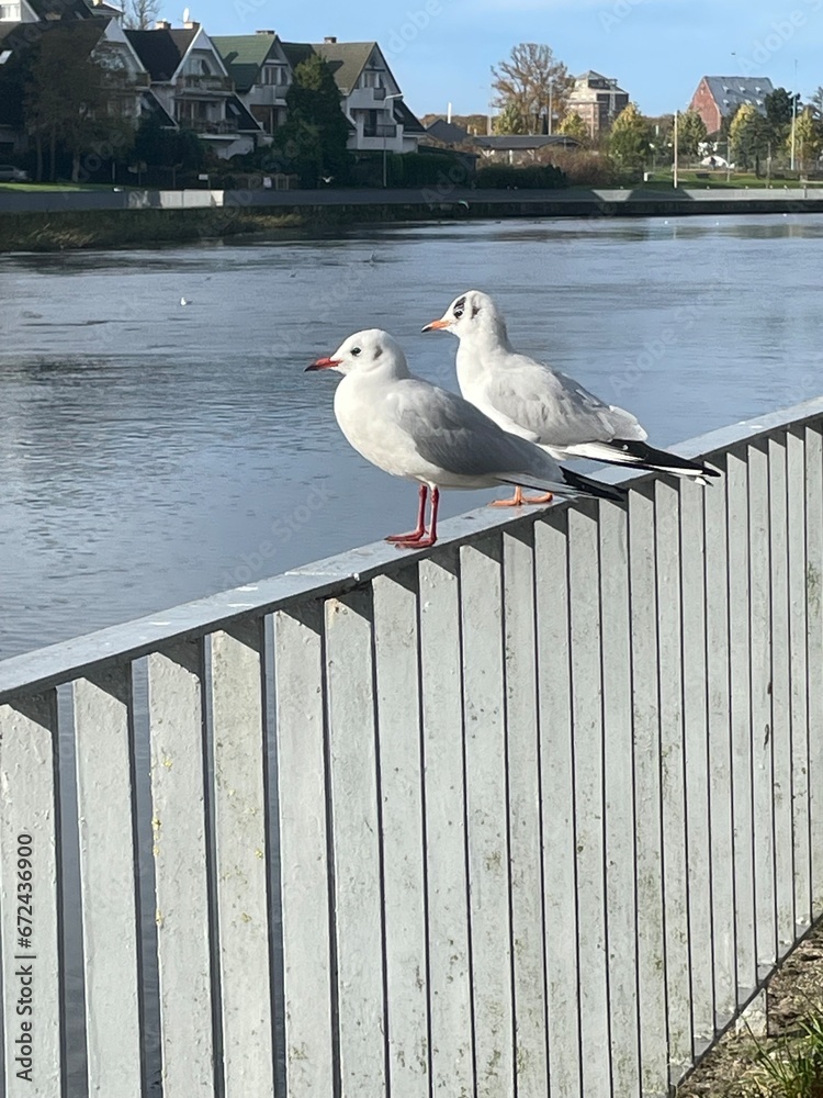 seagull on the pier - obrazy, fototapety, plakaty 