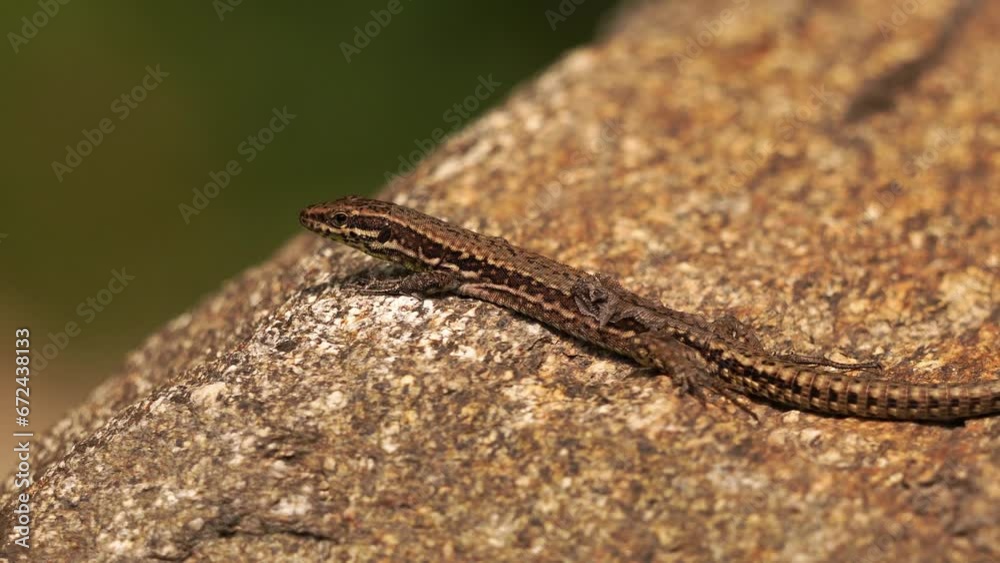 A Podarcis muralis (common wall lizard) that is molting resting on a stone A Podarcis muralis (common wall lizard) that is molting resting on a stone