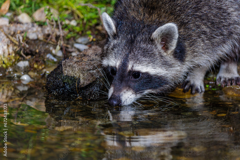 Waschbär (Procyon lotor) Waschbär (Procyon lotor)