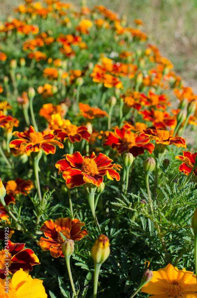Beautiful marigolds bloom outdoors