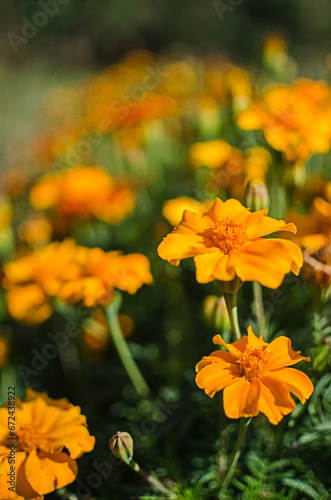 Beautiful marigolds bloom outdoors © galyna0404