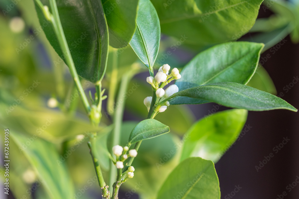 Blooming citrus calamondin tree with bud and fragrant flowers. Ready to bloom houseplant Tangerine Mandarin at home closeup. Indoor gardening concept. 