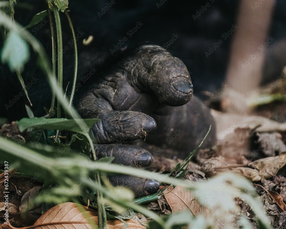 Closeup of feet of Mountain Gorilla in Bwindi Impenetrable Forest, Uganda, Africa Closeup of feet of Mountain Gorilla in Bwindi Impenetrable Forest, Uganda, Africa