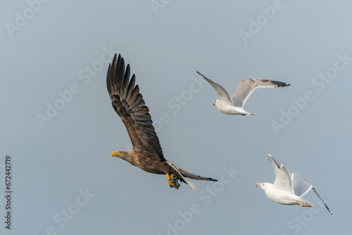 white tailed eagle (Haliaeetus albicilla) in flight with a prey chased by two seagulls. Oder delta in Poland, europe. Polish Eagle. National Bird Poland.                                