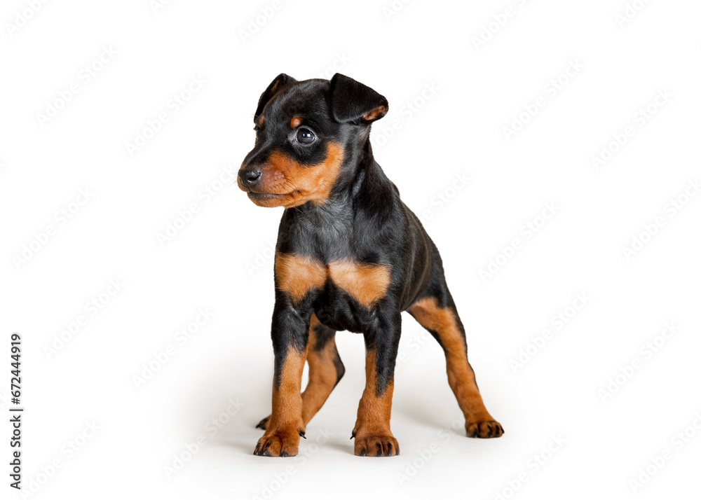 Portrait of a black and tan miniature pinscher puppy, isolated on a white background Portrait of a black and tan miniature pinscher puppy, isolated on a white background
