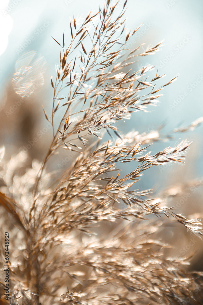 Reed ears flutter in the wind and are illuminated by sunlight. Autumn. Reed ears flutter in the wind and are illuminated by sunlight. Autumn.