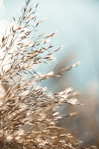 Reed ears flutter in the wind and are illuminated by sunlight. Autumn.