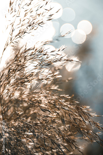 Reed ears flutter in the wind and are illuminated by sunlight. Autumn.