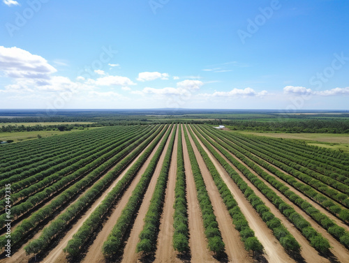 Drone images show rows of plantations seen from above. A sunny day with a blue sky