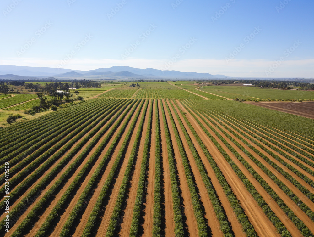 Drone images show rows of plantations seen from above. A sunny day with a blue sky Drone images show rows of plantations seen from above. A sunny day with a blue sky