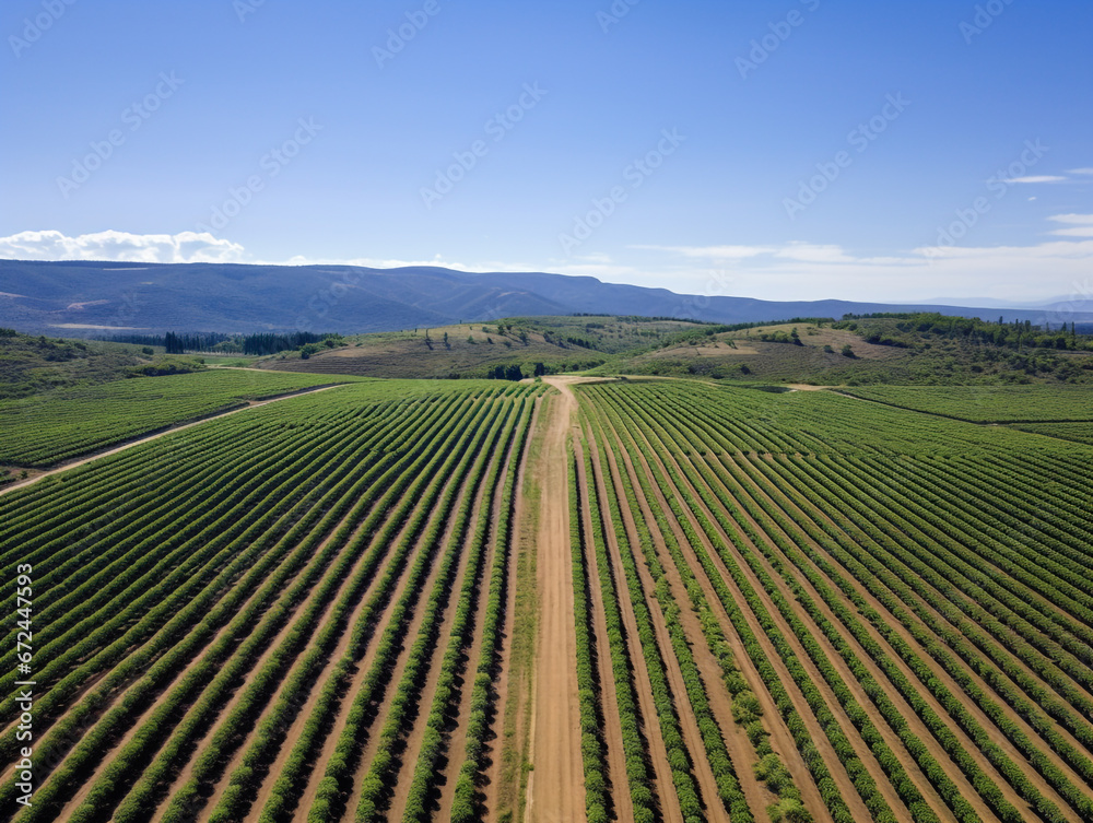 Drone images show rows of plantations seen from above. A sunny day with a blue sky