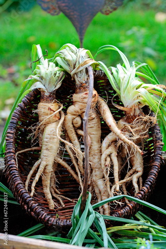 old vegetable variety, oat roots freshly dug up and washed photo