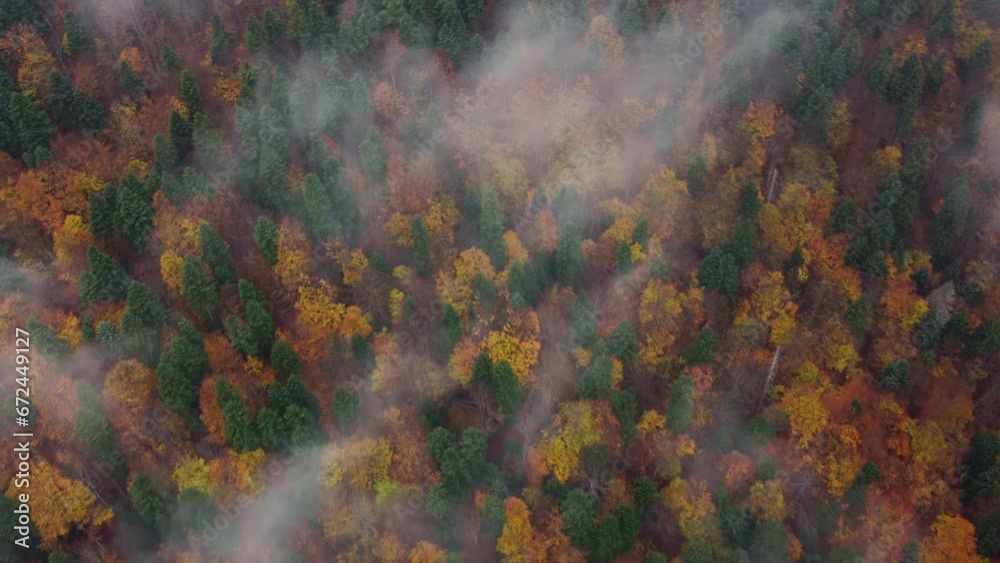 Aerial top view of colorful autumn forest with morning mist. Bird's eye view of deciduous and conifers trees in the late fall season partially covered by fog