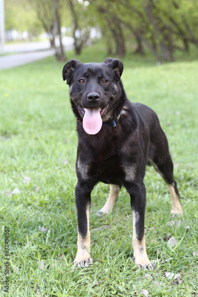 black dog close up portrait on green grass background