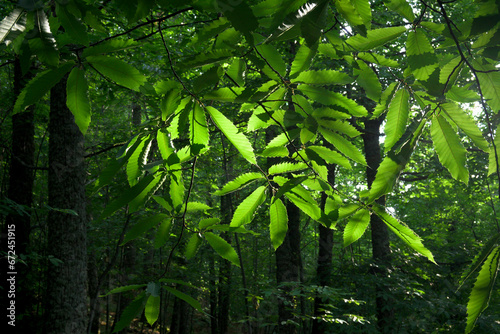 Green leaves of chestnut trees backlit by the sun in leafy forest