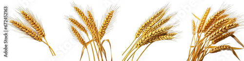 An ear of wheat Hyperrealistic Highly Detailed Isolated On Transparent Background Png File