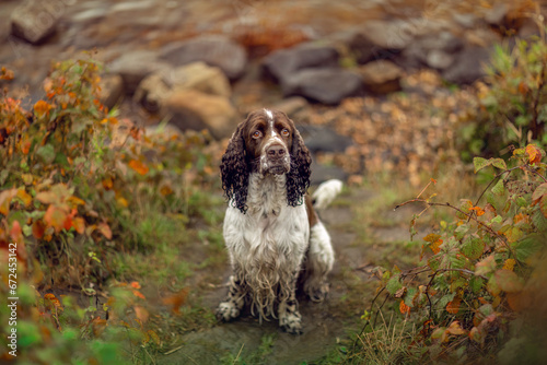 Tableau sur toile Portrait of an old english springer cocker spaniel dog in autumn outdoors