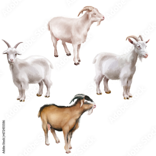 chèvre blanc, aquarelle, mouton, animal, ferme, chèvre, agneau, mammifère, blanc, bétail, gazon, agriculture, animal, nature, prairie, vert, laine, jeune, domestique, printemps, champ, bébé, agricultu