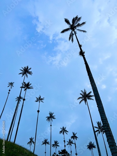 Imposing wax palms in the Cocora Valley, in Salento, Quindío, Colombia. The tallest palms in the world. National Tree of Colombia