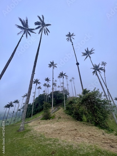 Imposing wax palms in the Cocora Valley, in Salento, Quindío, Colombia. The tallest palms in the world. National Tree of Colombia