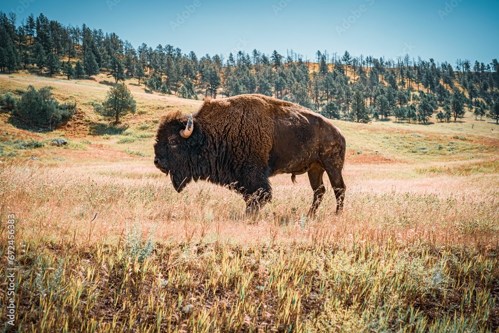 an adult bison stands in an open field with tall grass