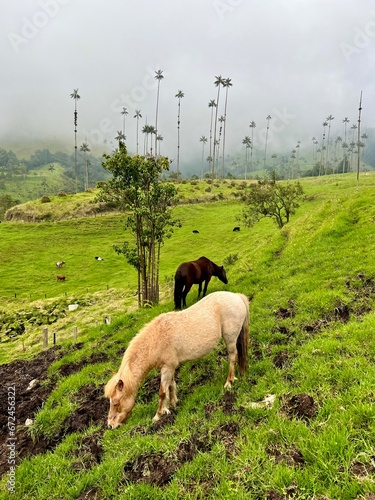 Cows and horses grazing in the Cocora Valley with wax palms in the background, in Salento, Quindío, Colombia