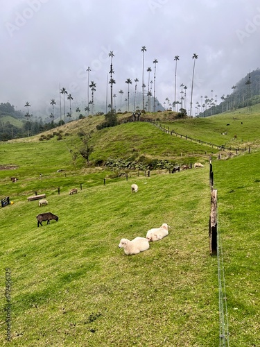 Sheep in the Cocora Valley with wax palms in the background, in Salento, Quindío, Colombia